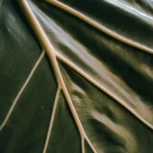 Masaje Relajante con aromaterapia 1 hora